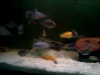 234mebunalarım satılıktır