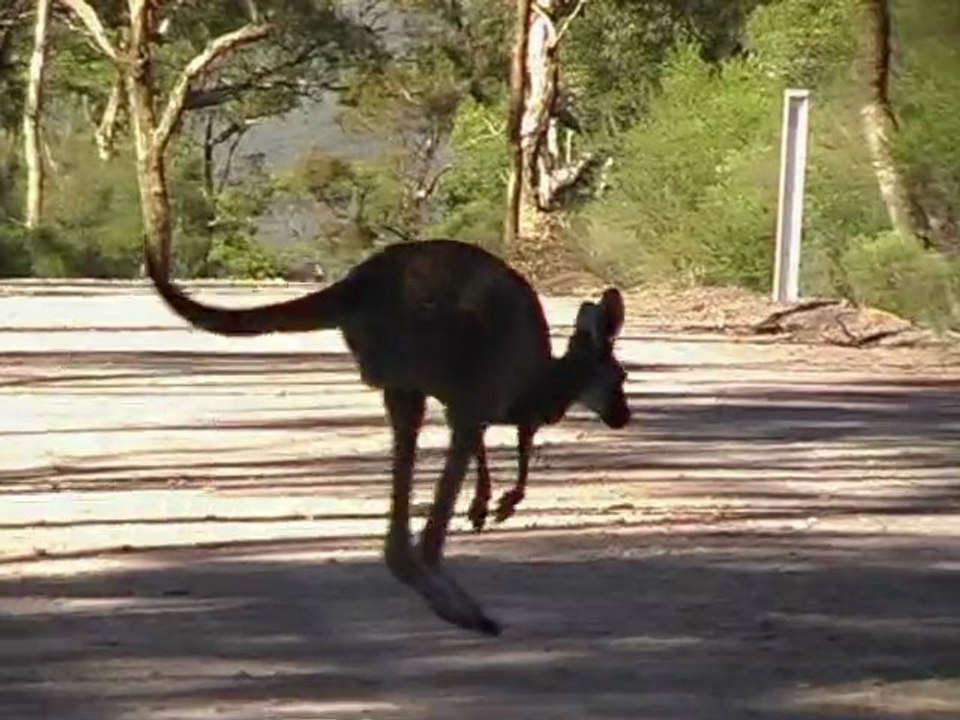 OZ TA VIE 5/13 KANGAROO ISLAND (ENGLISH)