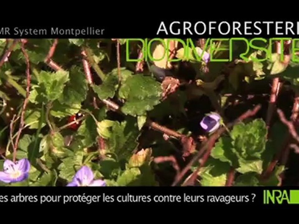 AGROFORESTERIE et recherche. 2011