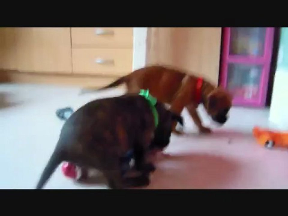 Les Bibous à 38 jours, 2012-09-25 (CHEYENNE de SAINT QUINIS X UCELLO du DOLON / Portée des "H" 2012)