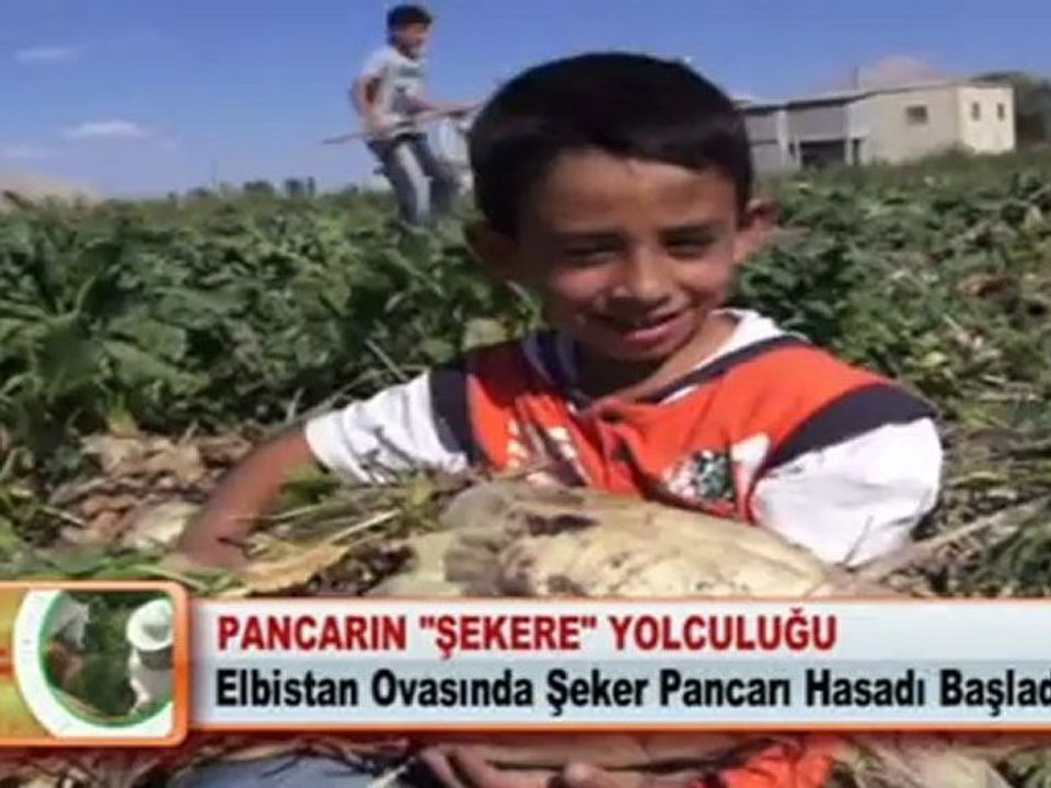 PANCARIN “ŞEKERE” YOLCULUĞU