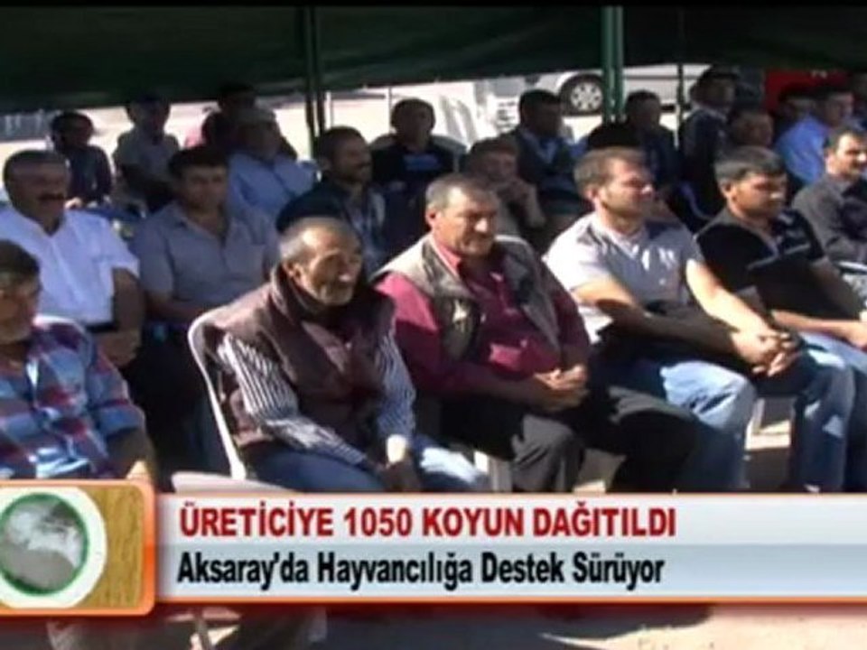 ÜRETİCİYE 1050 KOYUN DAĞITILDI