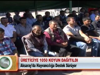 ÜRETİCİYE 1050 KOYUN DAĞITILDI