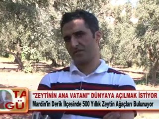 “ZEYTİNİN ANA VATANI” DÜNYAYA AÇILMAK İSTİYOR
