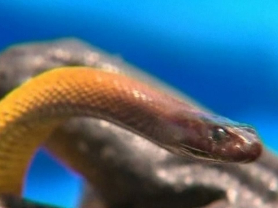Teenager endures most deadly snake bite