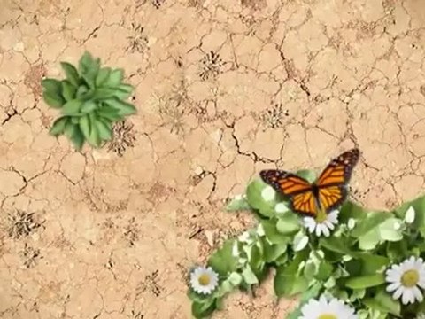 Absolute Wildlife Control