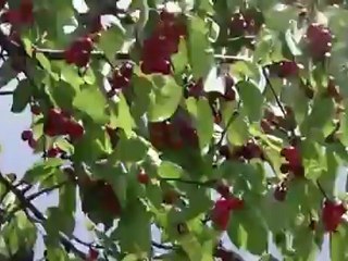 Global Green Cherry - 2012 A Bumper year for Bulgarian Cherry Farmers