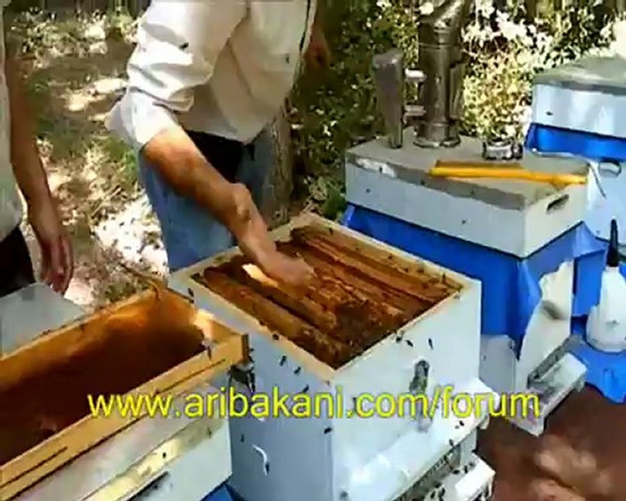 Cesur arıcılar ve  korkak tırsıklar