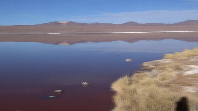 Bolivie- Sud Lipez: Laguna Colorada