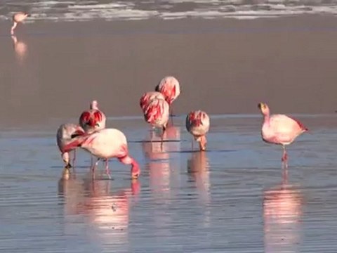 Bolivie- Sud Lipez: Flamants rose sur la Laguna Colorada.