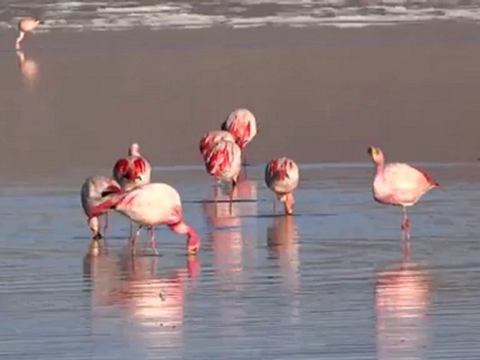 Bolivie- Sud Lipez: Flamants rose sur la Laguna Colorada.