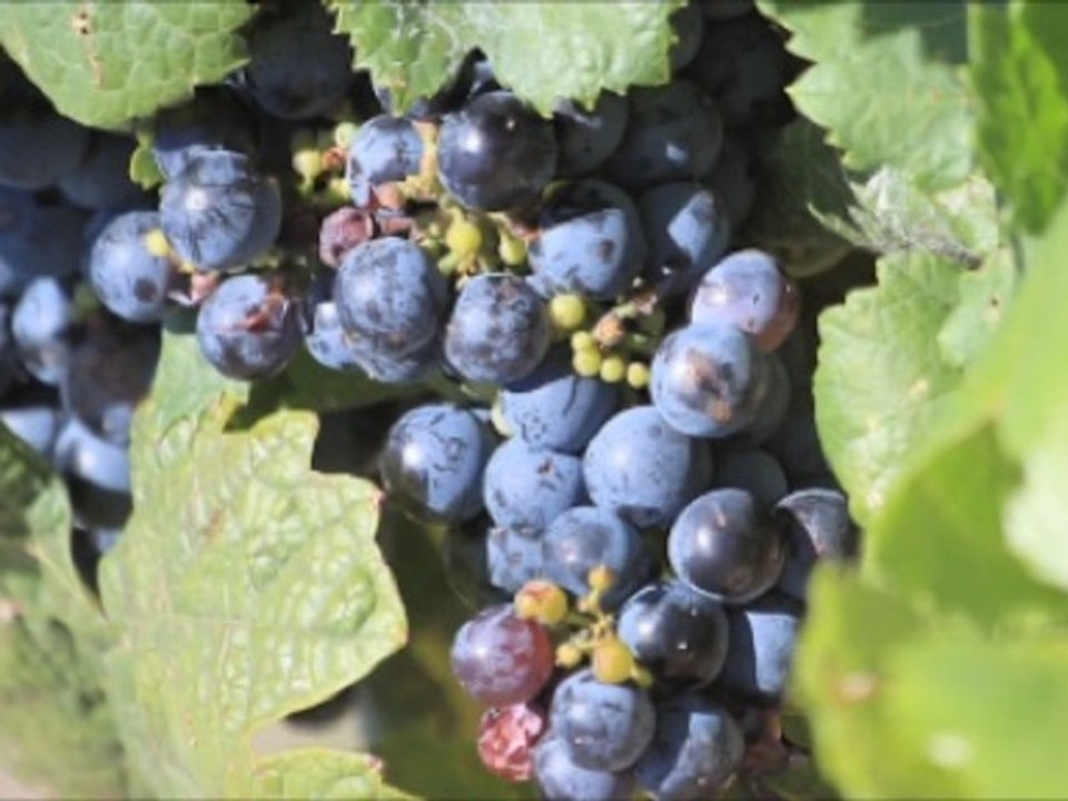 Hidden Gem Wine Regions