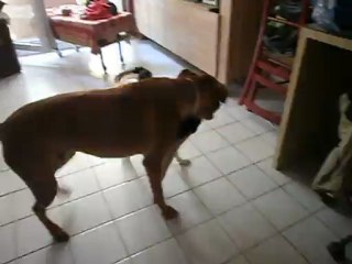 Redden et la petite robe noire n° 5