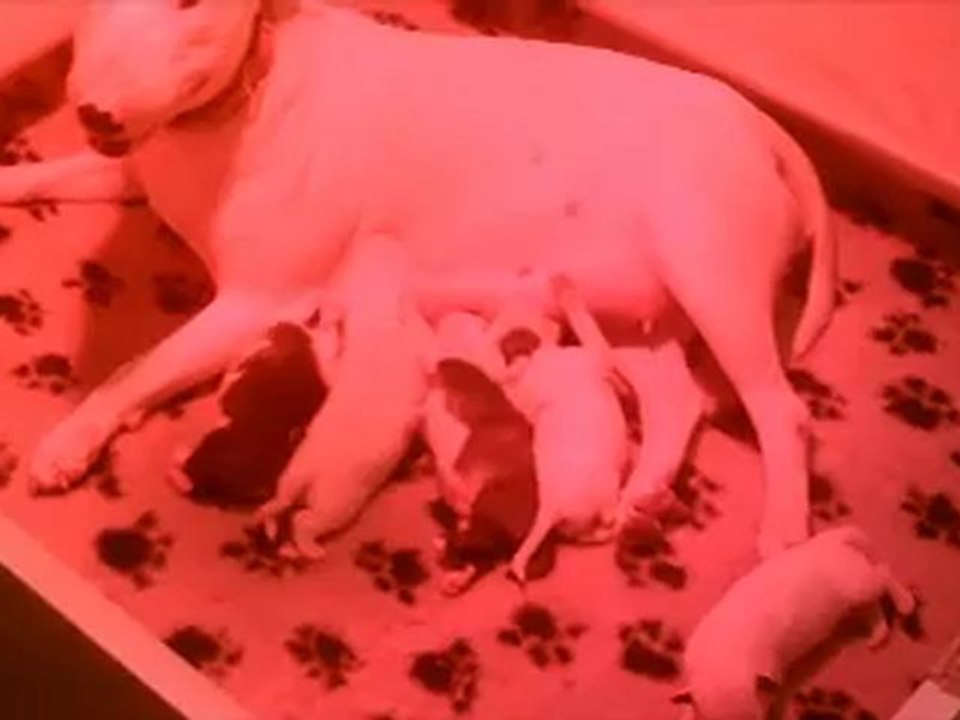 CHIOTS BULL TERRIER A réserver