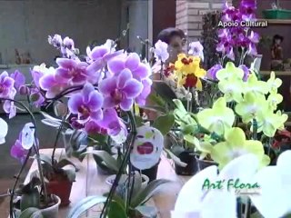 Chora Viola do dia 30-09-2012