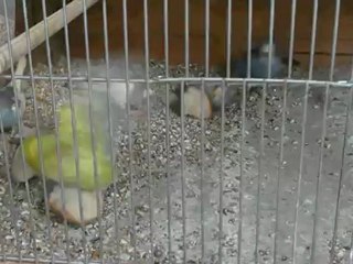 les perruches et le pain