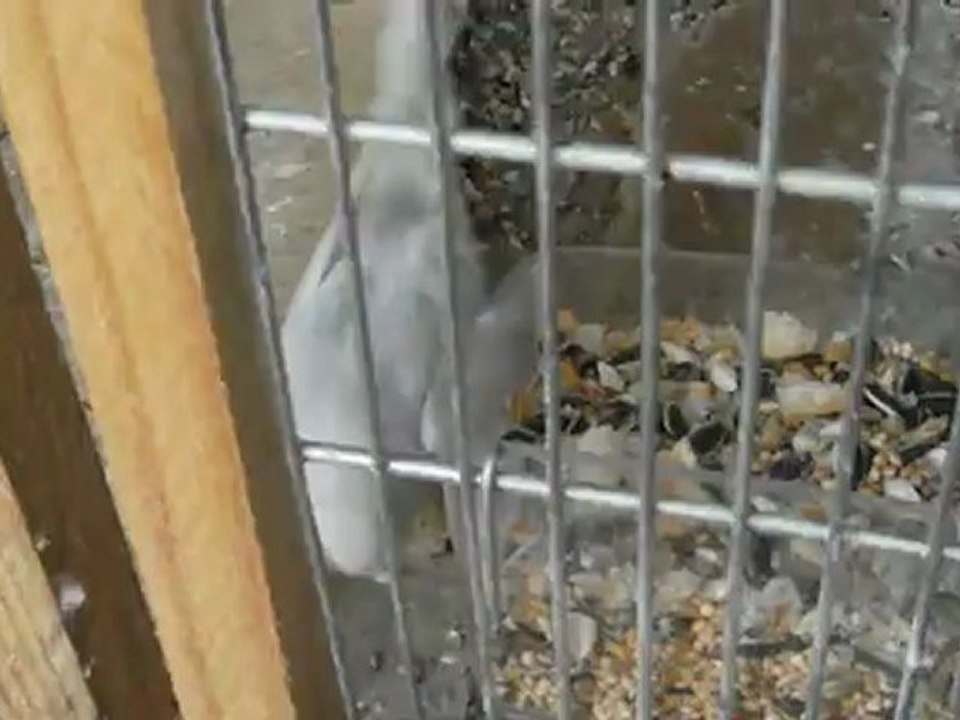 perruches et le pain