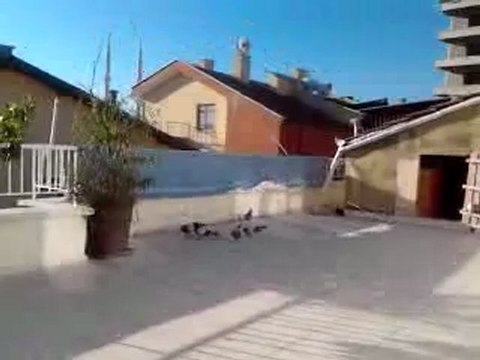 ankara oyun kuşu 2012 boz yavru Gökhan yıldırıma aittir