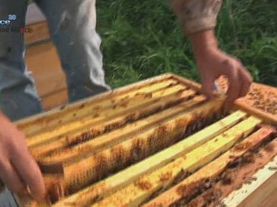 Les apiculteurs alsaciens au secours des abeilles