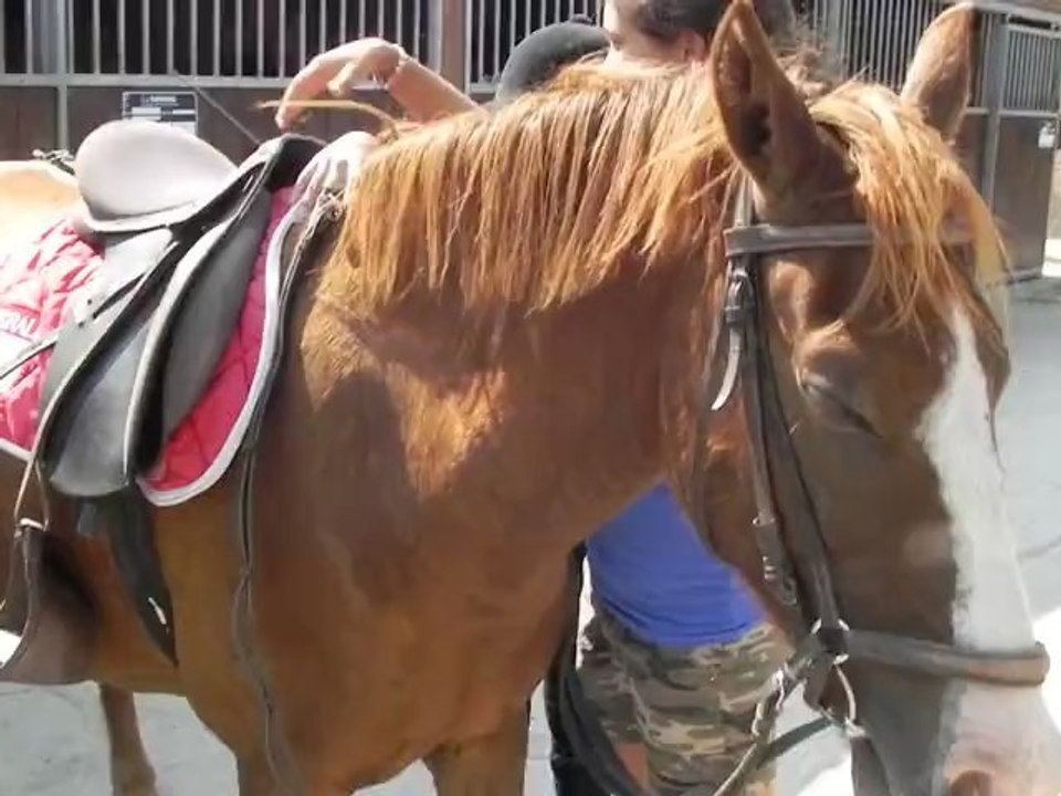 Poney-club de Vinauger (1/12)