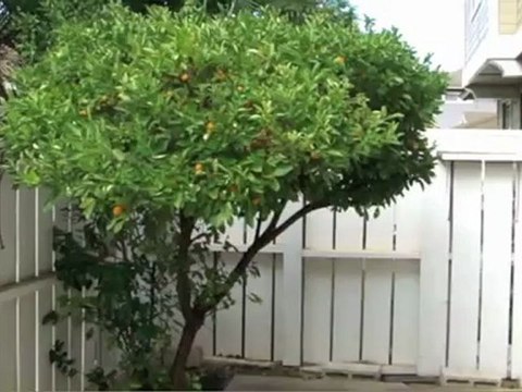 91-1012 D Hawea Street, Kapolei, HI