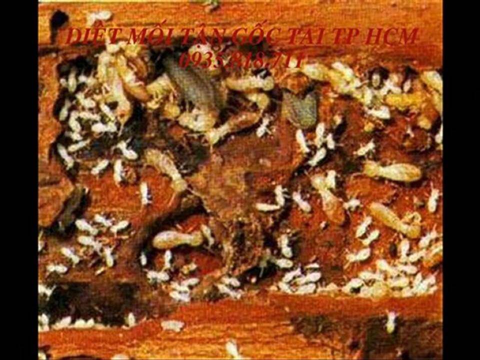 diet moi tan goc 0935 818 711