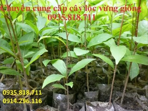 Nơi cung cấp cây sanh giống 0935 818 711