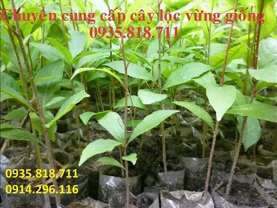Nơi cung cấp cây sanh giống 0935 818 711