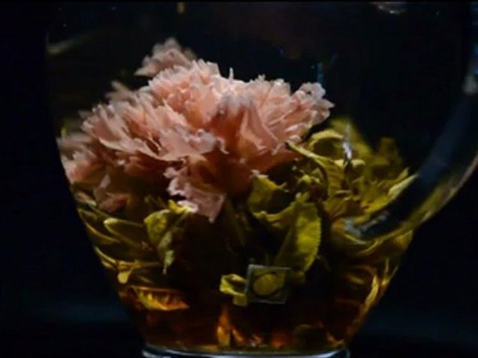 Vidéo : éclosion de la fleur de thé des artistes « Pivoine incarnat ».