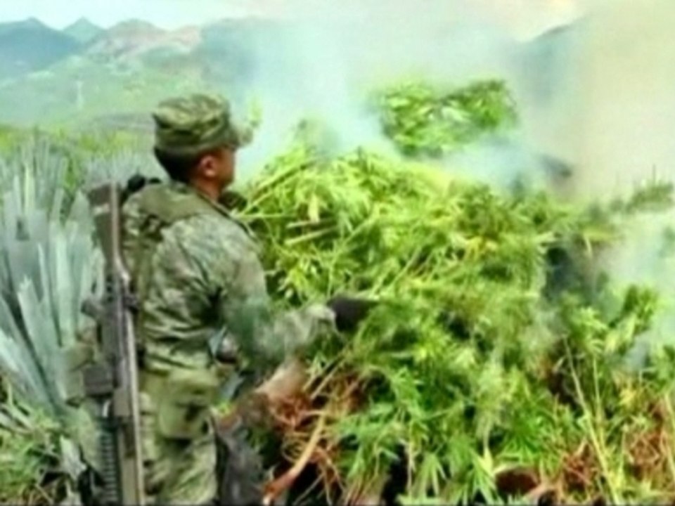 Marijuana growers targeted in Mexico