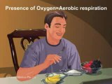 Respiratory System (Jr. Animated Atlas of Human Anatomy & Physiology)