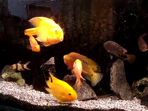 la musique j,adore.. montage et de moi ..