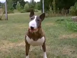 CH. CWMDULAIS CYBERMAN Bull Terrier