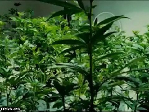 Oliver Stone regresa con 'Salvajes'