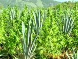 Drugs war: Mexican marijuana farm destroyed by army