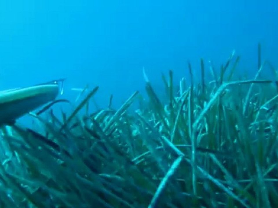 chasse sous marine cannes limons killer