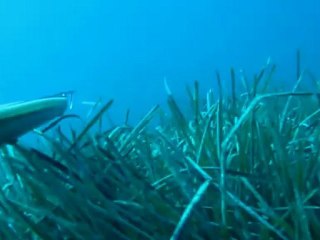 chasse sous marine cannes limons killer