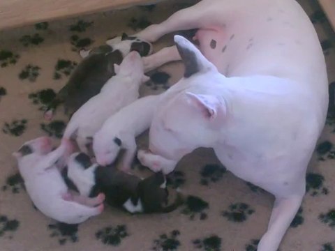 Chiots Bull Terrier à réserver Krisway Camilla at Cwmdulais X Cwmdulais Cyberman