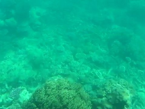 Australie - Cairns - Grande Barrière de Corail