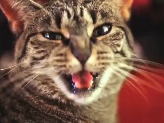 Un chat miaule sur une chanson