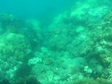 Australie - Cairns - Grande barrière de corail