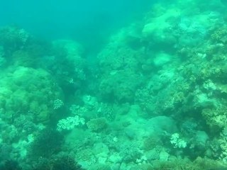 Australie - Cairns - Grande barrière de corail