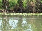 Australie - Kakadu National Park - Sur la Yellow River