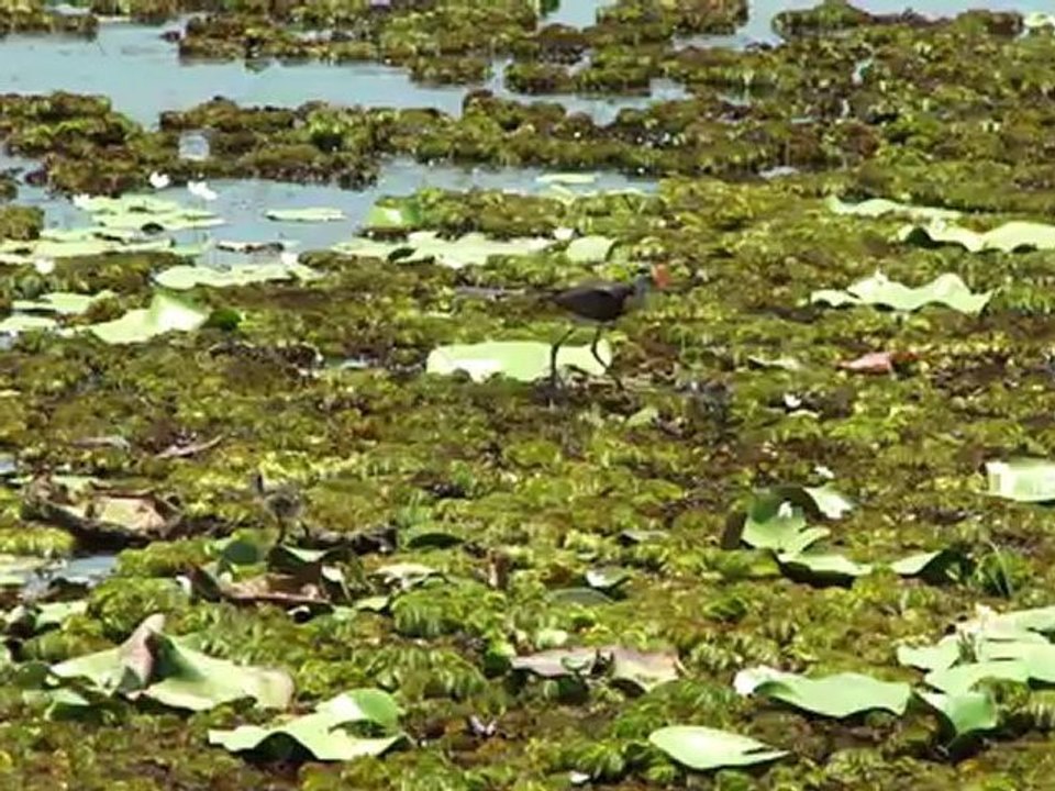 Australie - Kakadu National Park - Sur la Yellow River