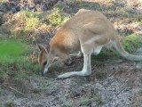 Australie - Kakadu National Park - Kangourou se nourrissant