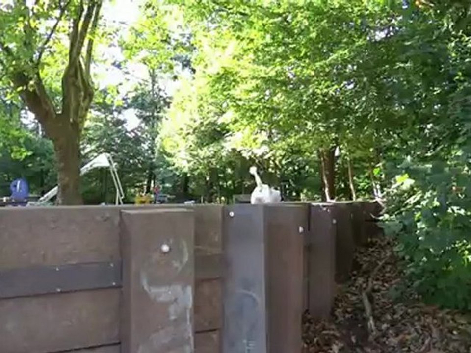 Nora und Kessy auf der Wiese