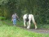 Aiqo pouliche irish cob de 1 an au Gypsys d'Eau Drey