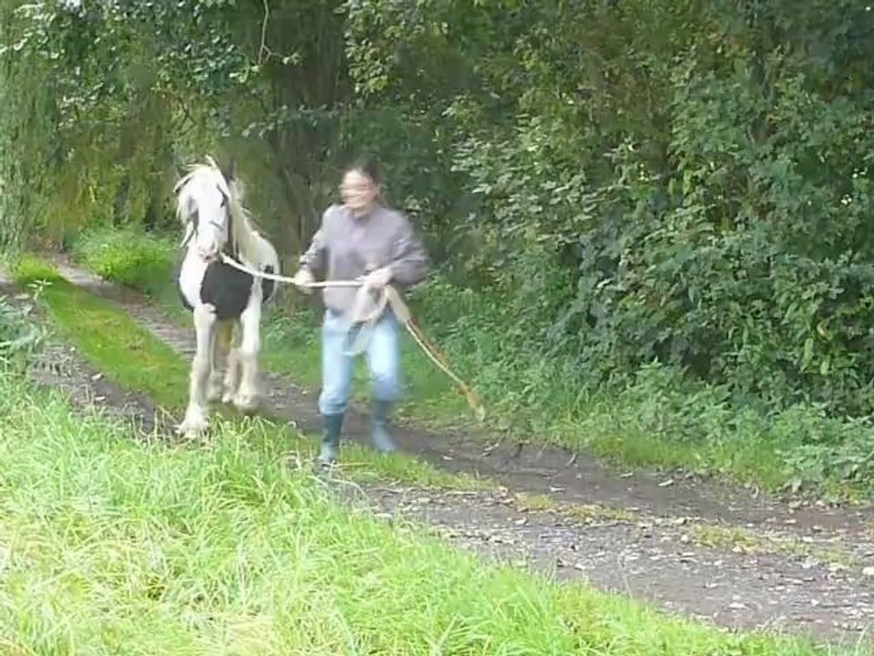 Aiqo pouliche irish cob de 1 an au Gypsys d'Eau Drey