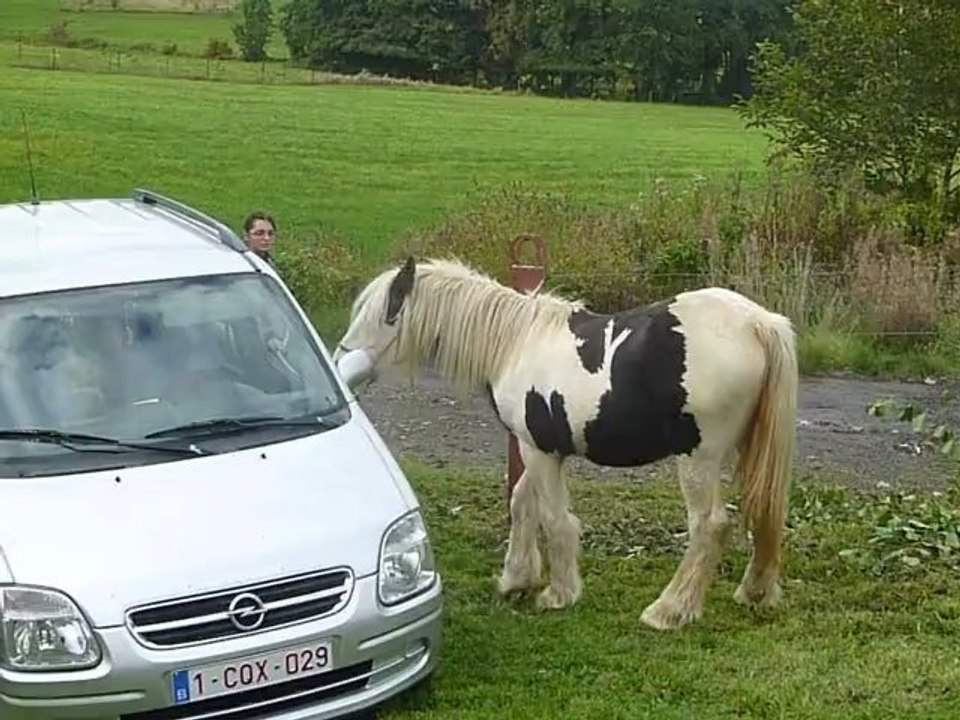 Aiqo pouliche irish cob de 1 an au Gypsys d'Eau Drey