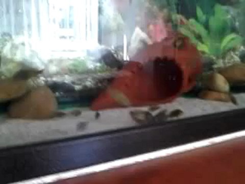 tropheus ıkolalarım yem yerken